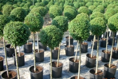 Ligustrum yonandrum 